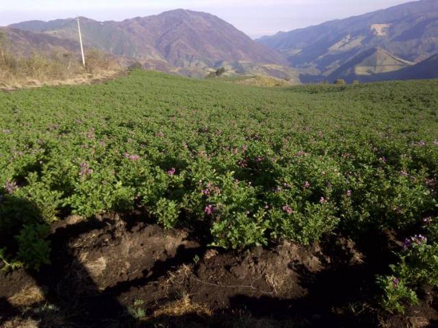 VENDO 170 HECTÁREAS EN QUITO – CHILLOGALLO