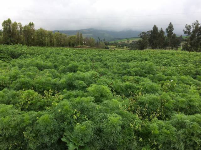 Se vende Terreno en Guayllabamba