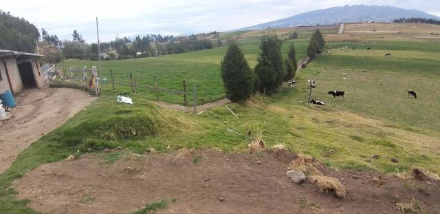 EN VENTA 5 HECTAREAS PLANAS EN AYORA-CAYAMBE