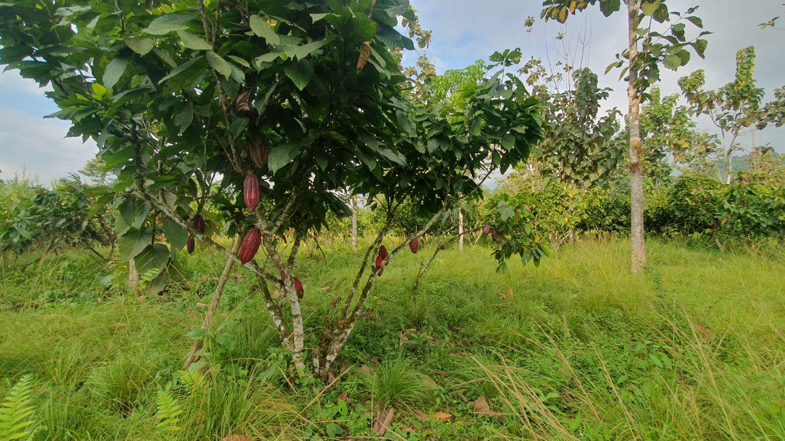 Venta de Finca en Producción Vía El Triunfo - Huigra   (GIM)