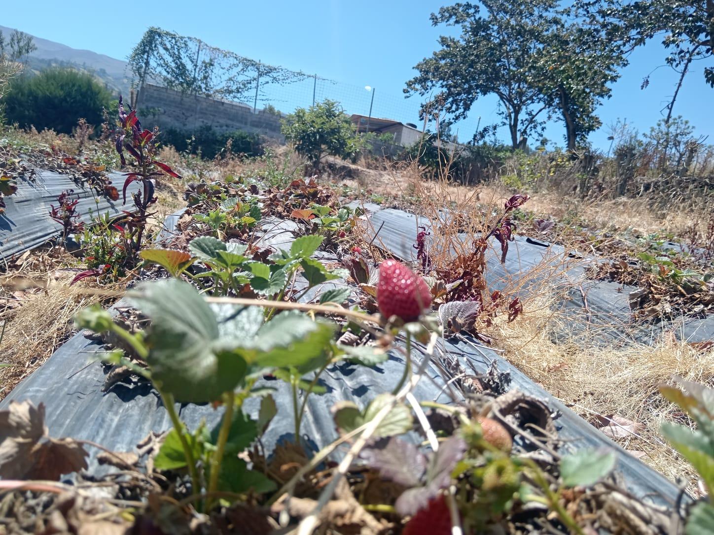 Terreno en  Yaruqui calle Antonio Borrero