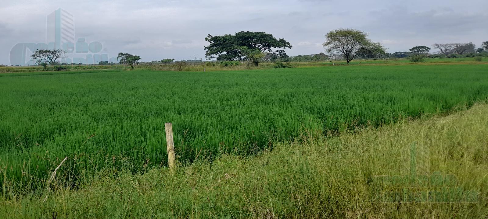 VENTA DE TERRENO EN LOTIZACIÓN BUIJO A CINCO CUADRAS DE LA VÍA DE INGRESO