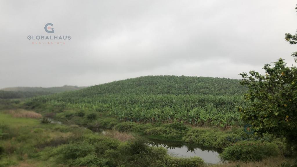 Venta de Hacienda, Carretera El Azúcar - Chanduy, 160Has  A.F.