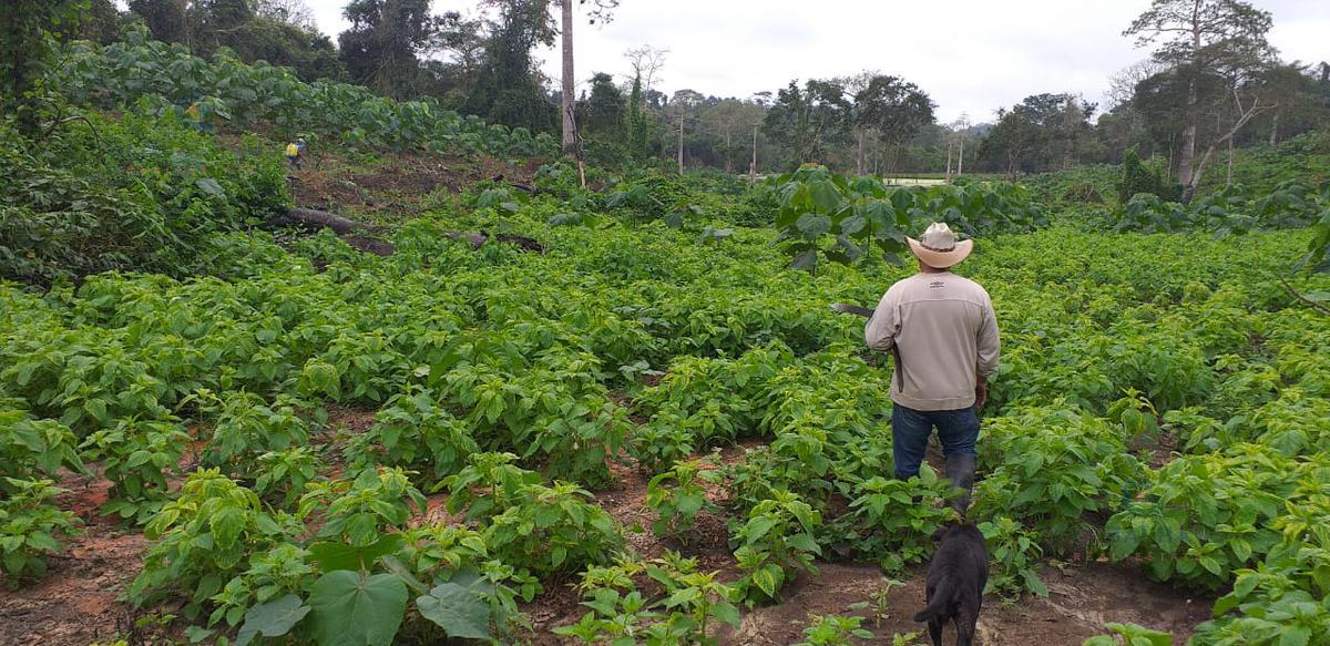 Venta de macrolote   finca limonal santa elena con  210 hectareas - con agua subsuelo   C.P.