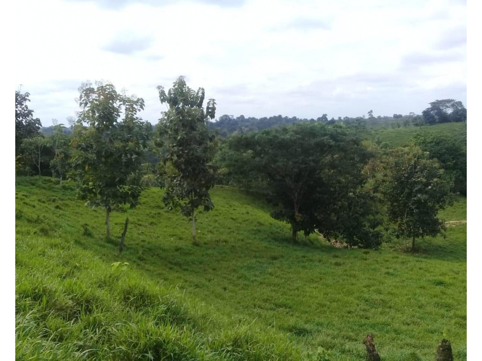 Terreno, venta, El Carmen, 40 ha, agricola, ganadera