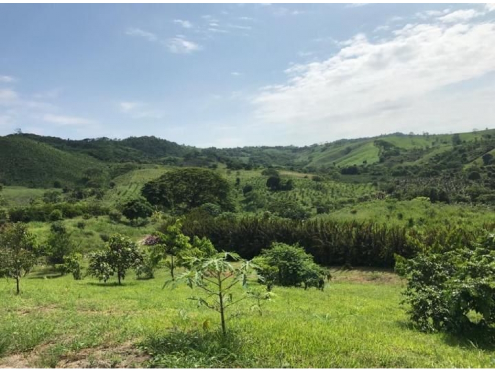 Venta Hacienda / Finca 145 Ha, Teca, Cacao, ganado, Manabi $1'300,000