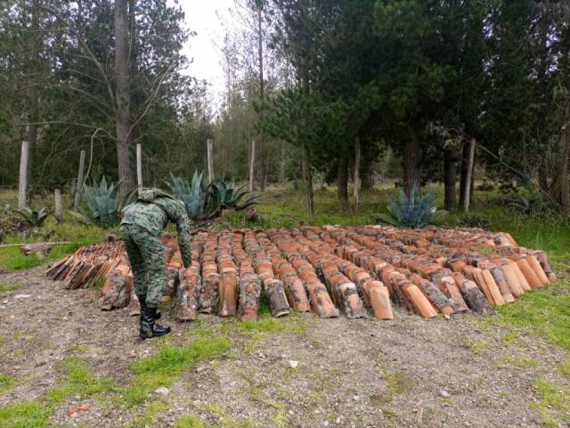 VENTA DE BOSQUE DE EUCALIPTO